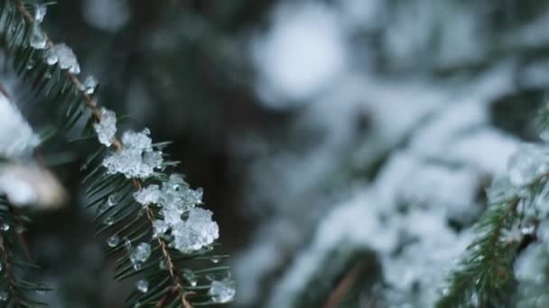 Verschneite Tannenzweige im Hintergrund. Winter verschneiten Wald aus nächster Nähe. Winterliche Natur. — Stockvideo