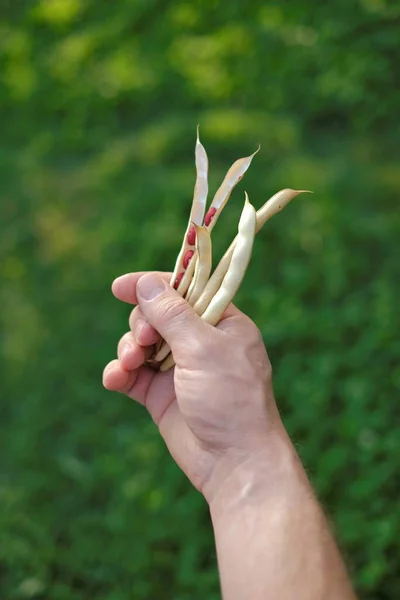 Babhüvely egy férfi kezében. Bab termés. Vörös bab. Friss bio zöldbab. Növényi bab — Stock Fotó