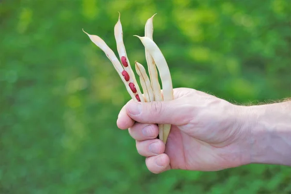 人間の手の中の豆の鞘は、ぼやけた庭の背景にあります。豆の収穫。赤い豆。新鮮な有機農場豆。豆の栽培 — ストック写真