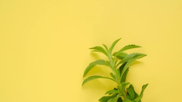 Stevia rebaudiana. planta de stevia. Edulcorante vegetal bajo en calorías. — Vídeo de stock