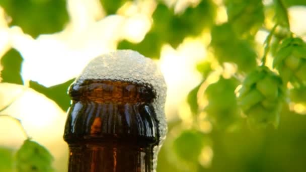 Пиво с экстрактом хмеля. Пена для пива на бутылке из коричневого стекла и зеленые конусы хмеля на солнце. — стоковое видео