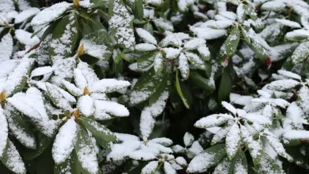 Schneefall.Schneefall im Wintergarten. Verschneiter Winter natürlicher Hintergrund. — Stockvideo
