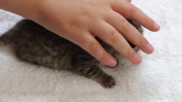 Baby kitten. Childrens hand stroking a small kitten on a fluffy bed.Pet care. — Stock Video