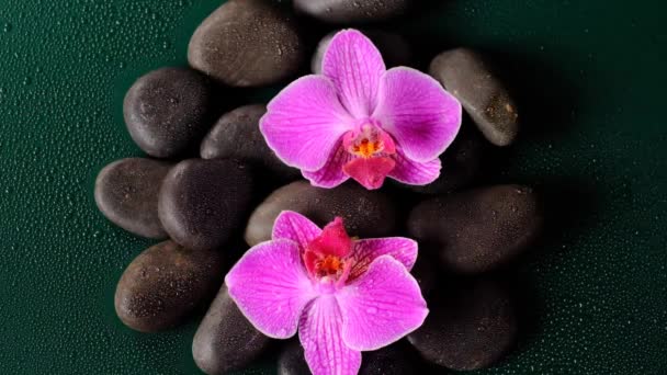 Schwarze Steine und rosa Orchideenblume in Wassertropfen. Massage Stone. — Stockvideo