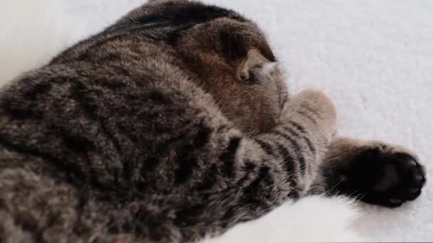 Animal, cute, pet, domestic, kitten, feline, young, fluffy, white, beautiful, hair, funny, small, beauty, kitty, face, plays, white fur, mood, closeup, fur, Scottish fold, tabby cat, cat portrait — Stock Video