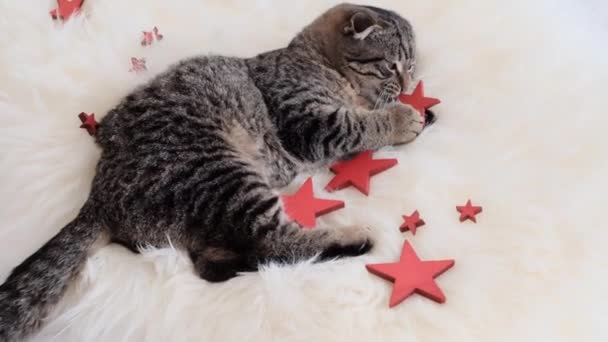 Evcil kediler ve Noel oyuncakları için Noel. Kedi yavrusu kırmızı bir Noel süsleme yıldızını kemirdi. Kedi oyunları. İskoç tekir kedisi Noel oyuncaklarıyla oynar — Stok video