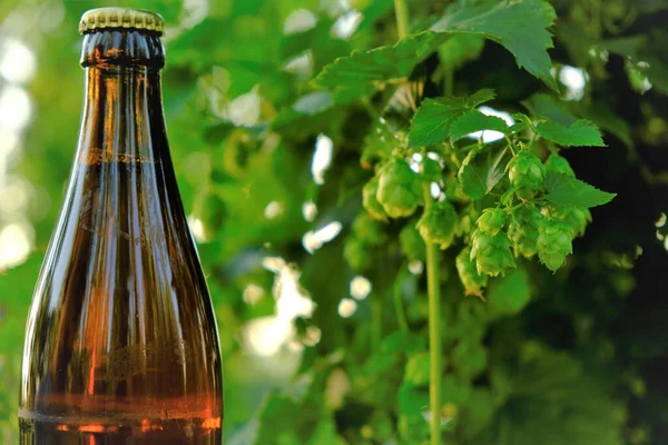 Bier mit Hopfenextrakt auf grünem Hopfenhintergrund.Bierglasflasche und grüne Hopfenzapfen in der Sonne .Kräuterrohstoffe für die Bierherstellung — Stockfoto