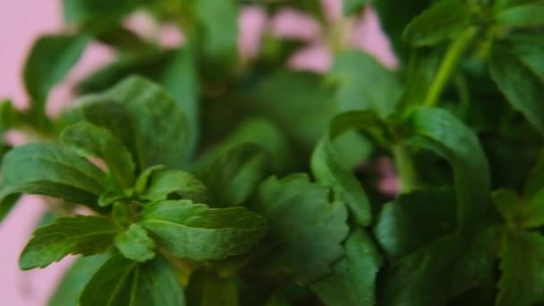 Stevia rebaudiana auf rosa Hintergrund. Kalorienarme pflanzliche Süßstoffe. Stevia-Pflanze — Stockvideo