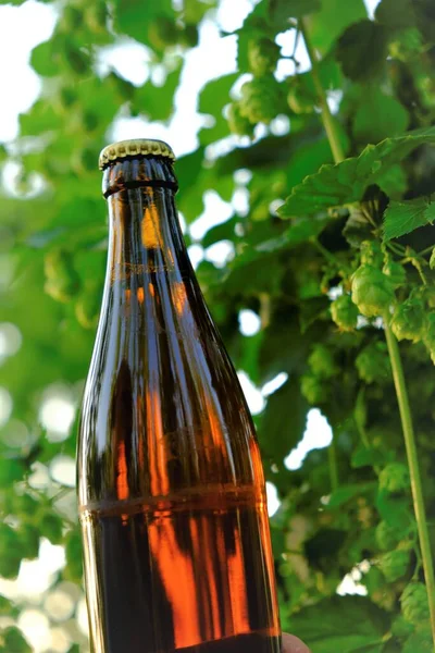 Beer with hop extract on blurred green hops background.Beer bottle and green hop cones in the sun.Herbal raw materials for making beer