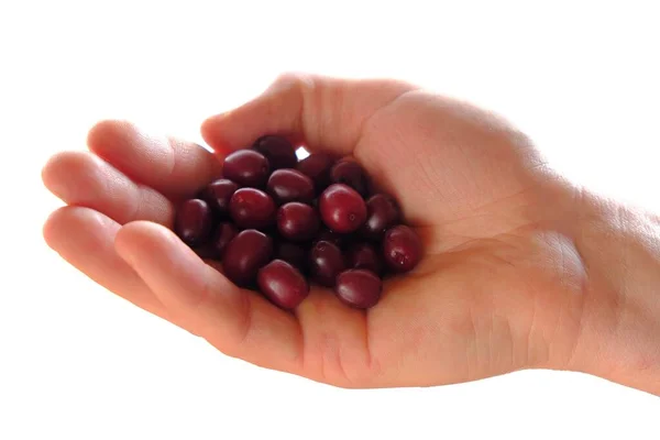 Söta hundbär cornel berries.Dogwood bär i handen på vit bakgrund.Dogwood skörd — Stockfoto