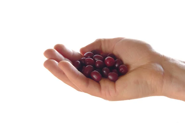 Zoete bessen cornel bessen.Hondenbosbessen in de hand geïsoleerd op witte achtergrond.Hondenhoutoogst — Stockfoto