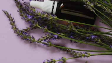 Lavanta yağı. Eflatun arka planda cam şişe ve lavanta çiçekleri. Yavaş hareket. Organik saf gerekli yağ. Doğal biyokozmetik