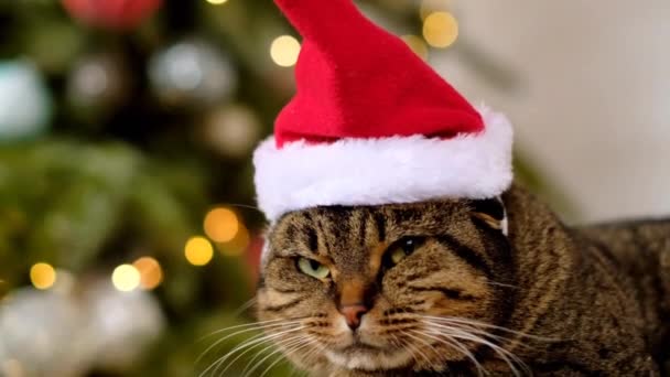 Humor de Natal. Gato cinzento enfurecido com raiva usando chapéu de Papai Noel em um fundo festivo da árvore de Natal. Natal para animais de estimação. — Vídeo de Stock