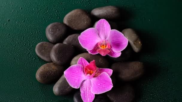 Stones and Orchid Flower.Wellness and spa background.Beautiful wallpaper. — Stock Video