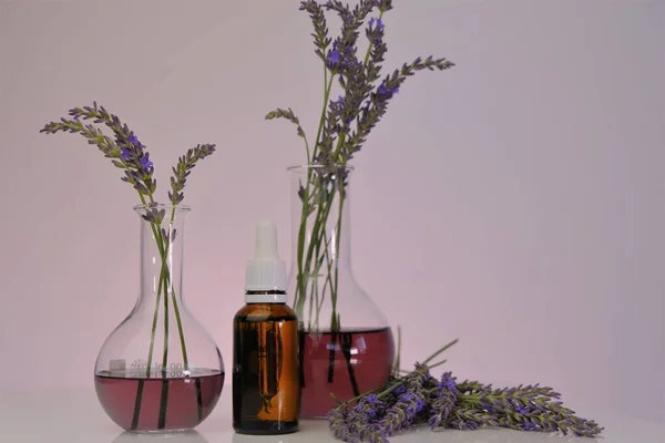 Aceite esencial de lavanda. botella de vidrio con una pipeta, frascos de laboratorio con flores de lavanda sobre un fondo púrpura. Cosmética natural orgánica con extracto de lavanda. — Foto de Stock