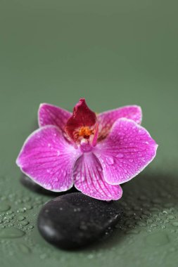 Spa Taşları ve Orkide Çiçeği. Zen Taşları. Masaj Taşı. Yeşil zemin üzerinde su damlaları içinde taşlar ve pembe orkide çiçeği. 