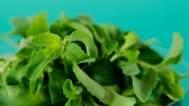 Stevia Rebaudiana. Yeşil stevia yeşil arka planda kalıyor. Organik doğal tatlandırıcı. Sağlıklı beslenme malzemesi..