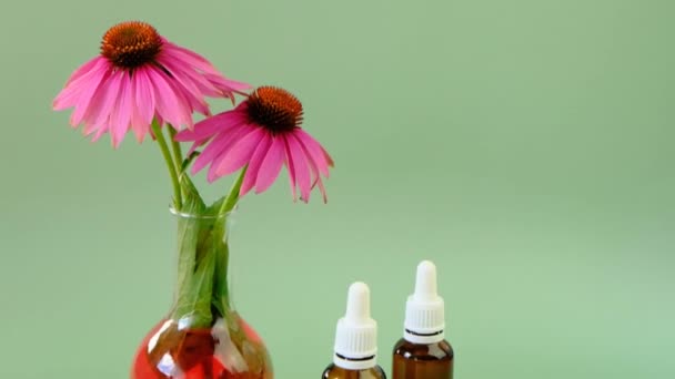 Echinacea tincture.healing medical tincture of Echinacea purpurea.Healing herbs and flowers.Echinacea purpurea flowers in a medical flask and glass bottles on a green background — Stock Video