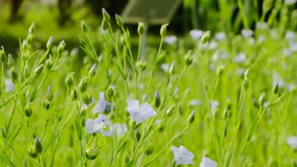 Du lin bleu. Fleurs de lin bleues.Culture agricole. Matière première de lin — Video