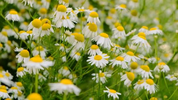 Chamomile field. Chamomile flowers. Healing flowers and herbs. Summer flowers. Floral background in white and yellow colors — Stock Video