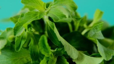 Stevia Rebaudiana. Yeşil stevia yeşil arka plana yakın plan bırakır. Organik düşük kalori tatlandırıcı. Sağlıklı beslenme malzemesi..