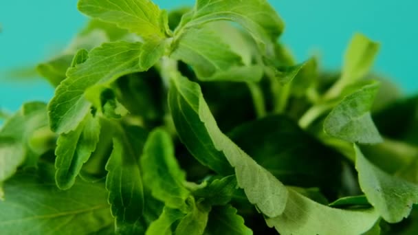 Stevia Rebaudiana. Yeşil stevia yeşil arka plana yakın plan bırakır. Organik düşük kalori tatlandırıcı. Sağlıklı beslenme malzemesi.. — Stok video
