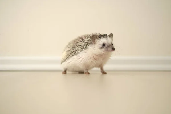 Hedgehog. ouriço pigmeu africano em um fundo embaçado claro. Porquinho-da-seda — Fotografia de Stock