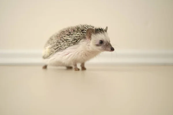 Hedgehog. ouriço pigmeu africano em um fundo embaçado luz. Pequeno ouriço bonito — Fotografia de Stock