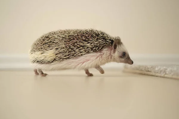 Hedgehog. Африканський пігмейський їжак. Маленький їжак.. — стокове фото
