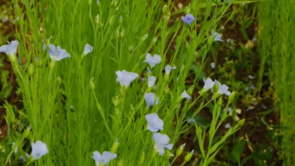 Du lin bleu. Fleurs de lin bleues.Matière première de lin — Video