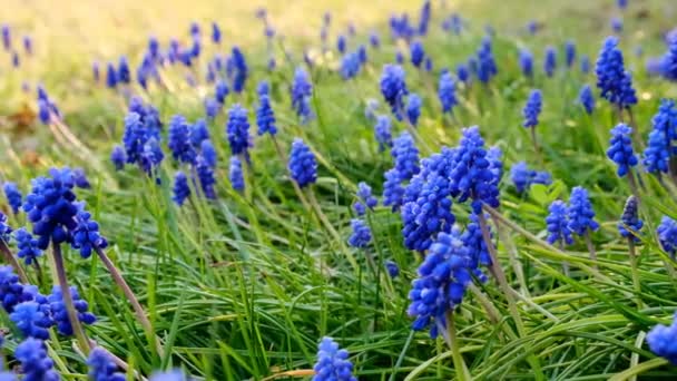 春の日当たりの良い庭のムスカリの花。ブドウのヒアシンス。花の自然背景 — ストック動画