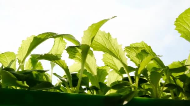 Mudas de repolho chinês.Cultivo de vegetais e verduras biológicas .Cultivando mudas.. — Vídeo de Stock