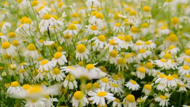 카모 마일 필드 . 꽃 과 약초를 치료 한다. 흰색 과 노란색의 식물상 배경. 털 이 많은 꽃을 가까이 서 본 모습. — 비디오