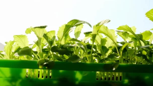 Chinese cabbage seedling.Growing seedlings. — Stock Video