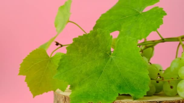 Grape. A bunch of green grapes on a pink background. Rotation.Organic natural fruits and berries. Bunch of grapes — Stock Video