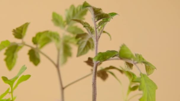 Tomatensetzlinge auf beigem Hintergrund. Rotation. Saatgut anbauen.Gartenbau und Landwirtschaft. Bio-Gemüse anbauen — Stockvideo