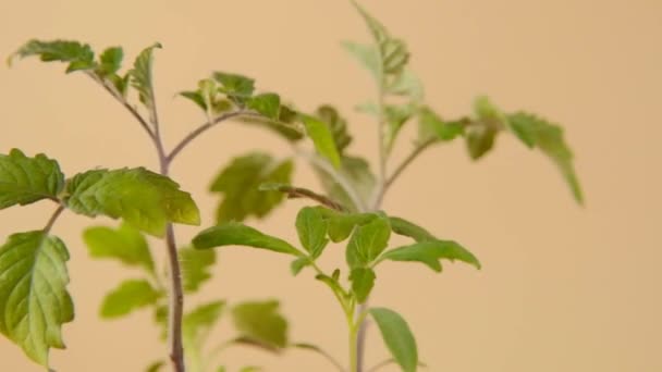 Tomato seedlings.Rotation. Growing seedlings.Gardening and agriculture. — Stock Video