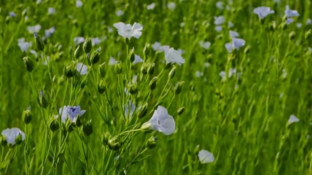 Du lin bleu. Fleurs de lin bleues.Matière première de lin — Video