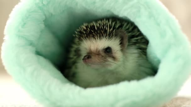 Hedgehog. House for a hedgehog.Cute little hedgehog.African pygmy hedgehog in a green plush house.