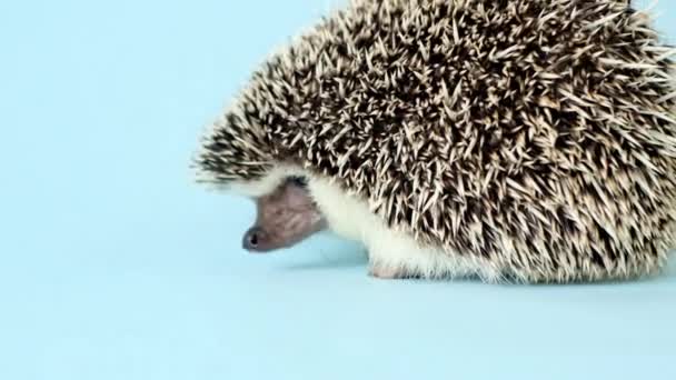 Hedgehog. ouriço pigmeu africano sobre um fundo azul. ouriço bonito — Vídeo de Stock