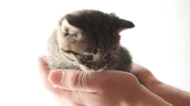 Beyaz arka plandaki gri kedi yavrusu. Avuç içi evcil kedi yavrusu.