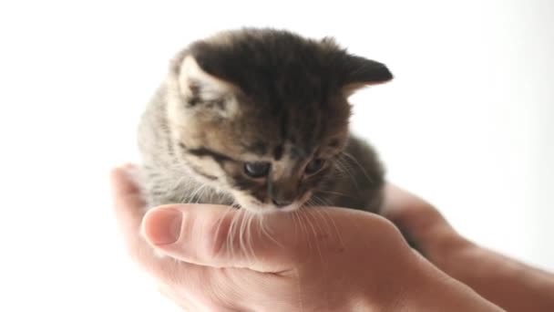 Gray kitten in hands on white background. Kitten on palms Pets. — Stock Video