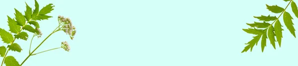 Valerian officinalis banner.Medicinska örter och blommor. Valerianska blommor isolerad blå bakgrund. Vegetabilisk bakgrund. Alternativ folkmeldicin. — Stockfoto