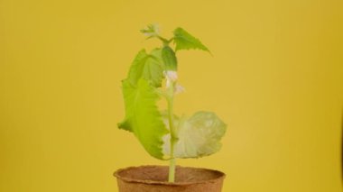 Sarı arka planda turba kabında salatalık fidesi. Salatalık yetiştiriyorum. Tohum yetiştirme, bahçıvanlık ve tarım. Biyolojik organik sebzeler yetiştiriyorum.