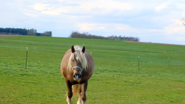 Bugt hest med en hvid manke og en hale i pasture.bay hest går i en gade indhegning. hest i hest ranch spise græs – Stock-video