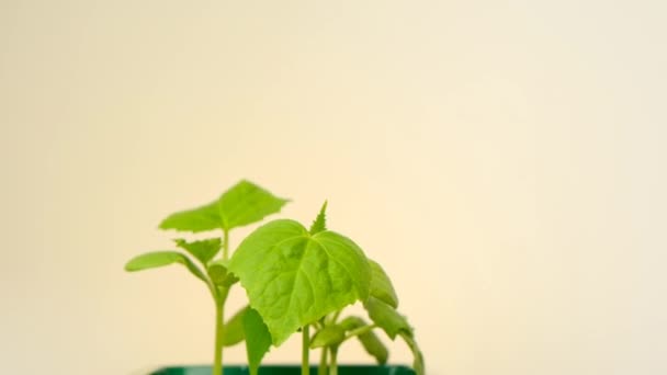 Cucumber seedling close-up in a green dose on a light beige background. — Stock Video