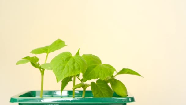 Cucumber seedling close-up in a green dose on a beige background.Growing cucumbers.Growing seedlings.Gardening and agriculture. Growing bio organic vegetables — Stock Video