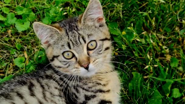 Schottisches Straight Tabby Jungtier auf grünem Gras. Kleine Kätzchen suchen.. — Stockvideo