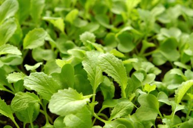 Çin lahanası, su damlalarında filizleniyor. Çin lahanası yetiştiriliyor. Organik sebzeler. Bahçede fidanlar, bahçeler ve tarım..