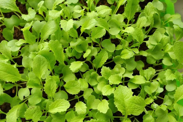 Chinese cabbage seedling in drops of water.cultivation of Chinese cabbage. vegetables and greens.Growing seedlings.Gardening and agriculture in the garden.